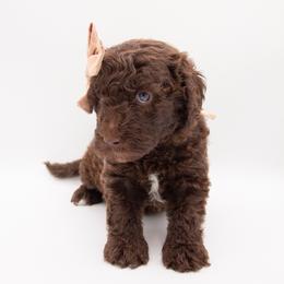 Moana - Tan Collar - Chocolate female Labradoodle puppy in Lehi, Utah from Our Little Farm Life Doodles