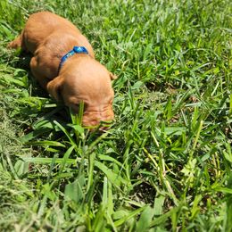 Vizsla Puppies from Western Tennessee Vizslas