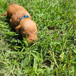 Vizsla Puppies from Western Tennessee Vizslas