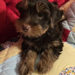 Yorkshire Terrier Puppies from Furever Love Yorkies TX Panhandle