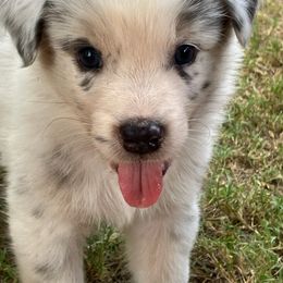 Australian Shepherd Puppies from Red Wagon Aussies