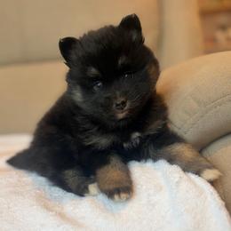 Hershey - Tri-color male Pomsky puppy in Tonasket, Washington from Washington Pomskies