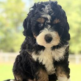Pacific - Tri-color male Bernedoodle puppy in Russellville, Arkansas from Crossgate Doodles
