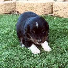 Fudge - Black tri-color female Australian Shepherd puppy in Mount Vernon, Texas from RJ's Aussie Posse