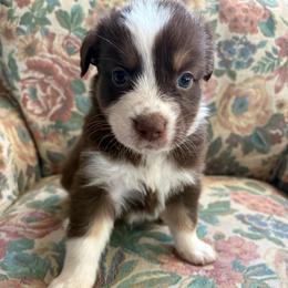 Mary-Ann - Red tri-color female Australian Shepherd puppy in Grants Pass, Oregon from Carmel Mountain Aussies