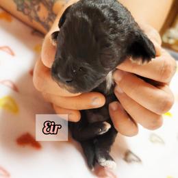 Bedlington Terrier Puppies from Dreamy Muse Bedlingtons