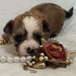 Lupita - Red and white female Chihuahua puppy in Seneca, Missouri from Stephanie’s Puppy Colony