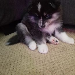 Girl 3 - Pomsky puppy in Huron, Ohio from S and S Pomskies