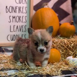 Pembroke Welsh Corgi Puppies from Rose Water Corgis