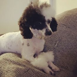 Poodles from Parti-Pawz