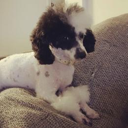 Poodles from Parti-Pawz