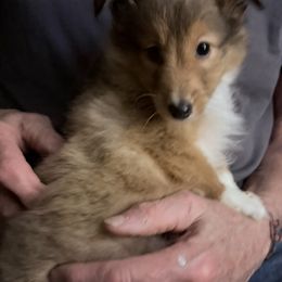 Simon - Sable and white male Shetland Sheepdog puppy in Portland, Oregon from Mountain Ash Farms