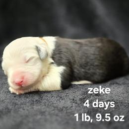 Boy 5 - male Old English Sheepdog puppy in Sutherlin, Oregon from Sapphire Eyes Sheepdogs
