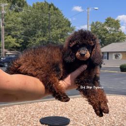 Maya (AKC Agouti Poodle Female) - Sable female Poodle puppy in Republic, Missouri from Red Skye Puppies