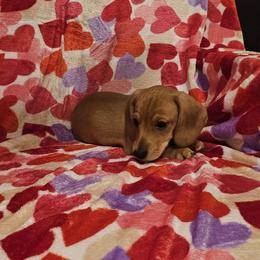 Boy 2 - Red male Dachshund puppy in Springfield, Kentucky from Tilley's Mini Dachshunds