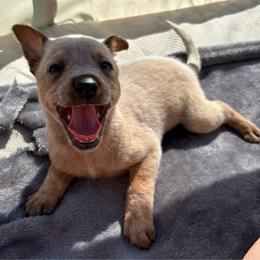 Rosita - Red mottled female Australian Cattle Dog puppy in Seneca, Missouri from MO Morningstar Heelers