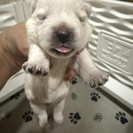 Boy 2 - White male West Highland White Terrier puppy in Edinburg, Texas from Mel’s Westies