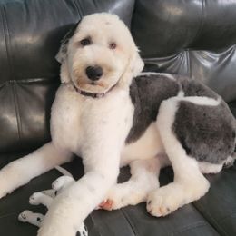 Nova - Sheepadoodle