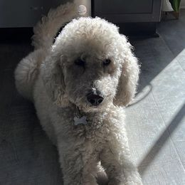 Labradoodles and Poodles from Quiri_doodles