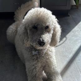 Labradoodles and Poodles from Quiri_doodles