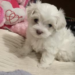 Maltese Puppies from Princess’s Maltese Palace