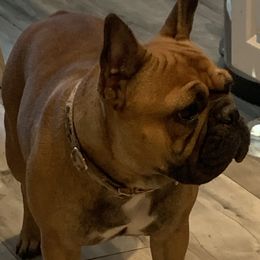 French Bulldogs from Bee Frenchies