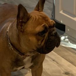 French Bulldogs from Bee Frenchies
