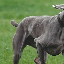 Weimaraners from Pam's Weimaraners