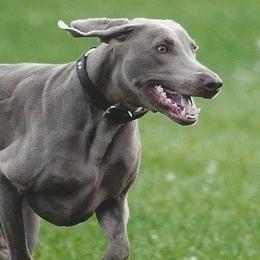 Weimaraners from Pam's Weimaraners