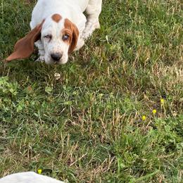 Male 2 - Mahogany and white male Basset Hound puppy in Manchester, Tennessee from Middle TN Leopard Catahoulas and Middle TN Bassett Hounds