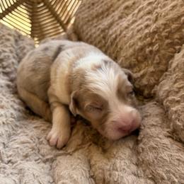 Melony - Red merle female Australian Shepherd puppy in Grants Pass, Oregon from Carmel Mountain Aussies