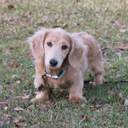 Frank - Dachshund