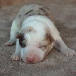 Purple Collar - Red merle female Border Collie puppy in Courtland, Alabama from C Bar C Ranch Border Collies