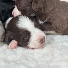 Ginger - Red & white male Toy Australian Shepherd puppy in Reidsville, North Carolina from Cherry Grove Kennel