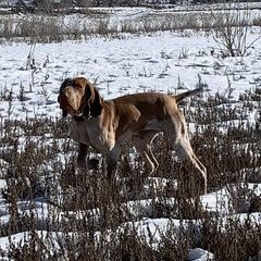 Bracco Italianos and Chihuahuas from Snow Peak Kennel