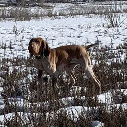 Bracco Italianos and Chihuahuas from Snow Peak Kennel