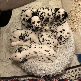 Dalmatian Puppies from Revere Dalmatians