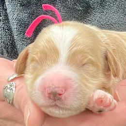 Pink Male - Apricot male Goldendoodle puppy in Great Falls, Montana from Montana Goldendoodles