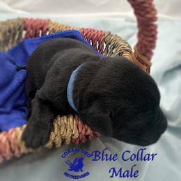 First Pick Black Male - Black male Labrador Retriever puppy in Greater Houston Area, Texas from Coram Deo Retrievers