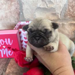 Brown collar - Fawn female Pug puppy in Tucson, Arizona from Furever Friends