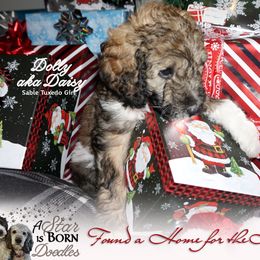 Bernedoodle Puppies from A Star is Born Doodles