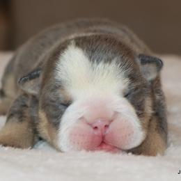 Clyde - Blue tri-color male Bulldog puppy in Winnsboro, Texas from JP Ranch Bulldogs