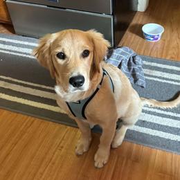 Bailey - Golden Retriever