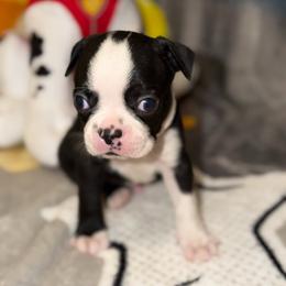 Turquiose ribbon - Black and white male Boston Terrier puppy in Cedar Hill, Texas from Baldwins Boston Terriers