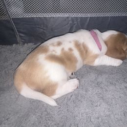 Basset Hound Puppies from Mockingbird Hollow Bassets