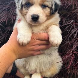 AKC Scoop (Natural Tail) - Blue merle male Australian Shepherd puppy in Jonesborough, Tennessee from 5AFarms