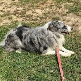 Blue - Border Collie