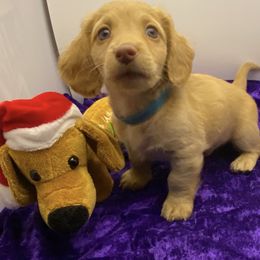 Calvin - Cream Dachshund puppy in Fort Worth, Texas from Louis' Litters