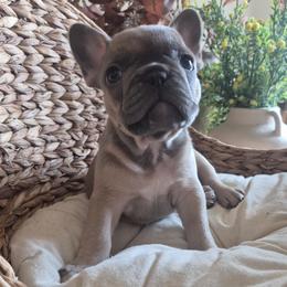 Craig - Blue fawn male French Bulldog puppy in Salina, Kansas from Peace Love frenchies