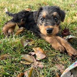 Airedale Terrier, Lakeland Terrier, and Welsh Terrier Puppies from Anne's Pups